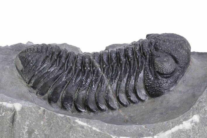 Big, Fat Morocops Trilobite - Ofaten, Morocco #359595